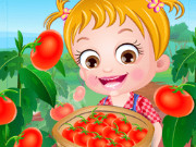 Baby Hazel Tomato Farming